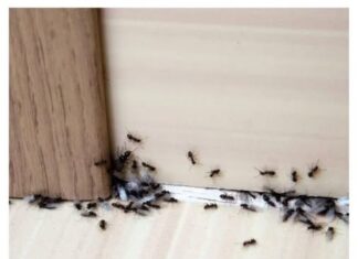 Spriječite im ulazak u dom: Mravi mrze miris ovog predmeta Spriječite im ulazak u dom: Mravi mrze miris ovog predmeta