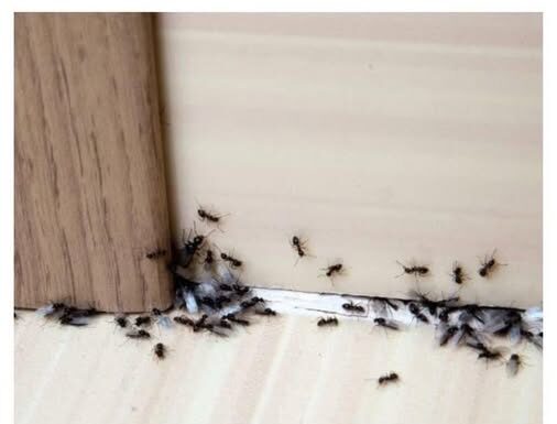 Spriječite im ulazak u dom: Mravi mrze miris ovog predmeta Spriječite im ulazak u dom: Mravi mrze miris ovog predmeta