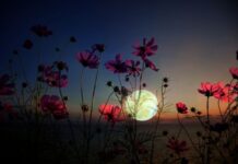 Šta nam donosi “Cvetni Mesec” u Škorpiji 1. maja Stiže nam sudbonosna transformacija , a posebno će biti pogođena ova 2 horoskopska znaka Šta nam donosi "Cvetni Mesec" u Škorpiji 1. maja Stiže nam sudbonosna transformacija , a posebno će biti pogođena ova 2 horoskopska znaka