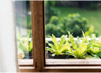 Stručnjaci mole ljude da danas stave cimet na prozorsku dasku, bit ćete zahvalni Stručnjaci mole ljude da danas stave cimet na prozorsku dasku, bit ćete zahvalni