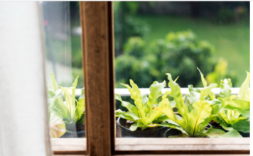 Stručnjaci mole ljude da danas stave cimet na prozorsku dasku, bit ćete zahvalni Stručnjaci mole ljude da danas stave cimet na prozorsku dasku, bit ćete zahvalni