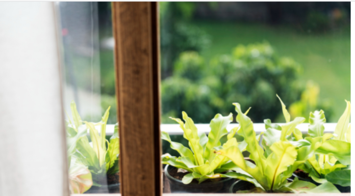 Stručnjaci mole ljude da danas stave cimet na prozorsku dasku, bit ćete zahvalni Stručnjaci mole ljude da danas stave cimet na prozorsku dasku, bit ćete zahvalni