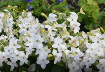 Svi će pitati šta to tako miriše ispod prozora: Znate li kako se zove ovaj cvijet? Svi će pitati šta to tako miriše ispod prozora: Znate li kako se zove ovaj cvijet?