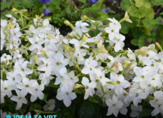 Svi će pitati šta to tako miriše ispod prozora: Znate li kako se zove ovaj cvijet? Svi će pitati šta to tako miriše ispod prozora: Znate li kako se zove ovaj cvijet?