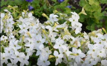 Svi će pitati šta to tako miriše ispod prozora: Znate li kako se zove ovaj cvijet? Svi će pitati šta to tako miriše ispod prozora: Znate li kako se zove ovaj cvijet?