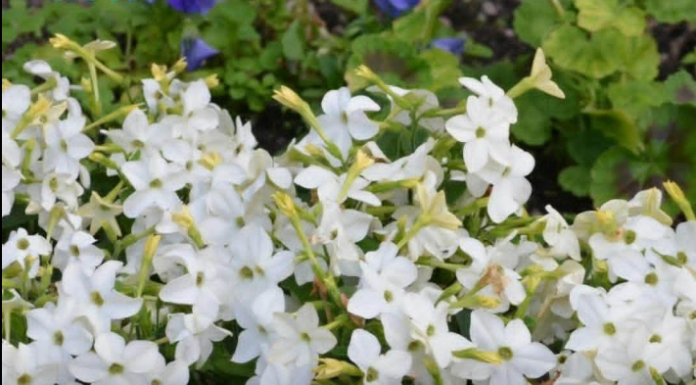 Svi će pitati šta to tako miriše ispod prozora: Znate li kako se zove ovaj cvijet? Svi će pitati šta to tako miriše ispod prozora: Znate li kako se zove ovaj cvijet?