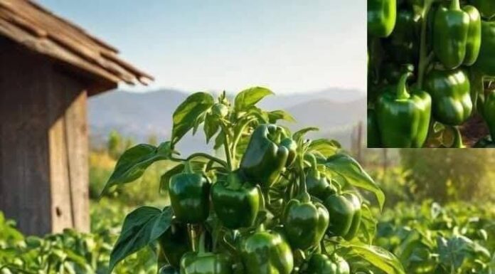 “Tajni recept za bogat rod paprike: Jednostavan trik nakon kojeg paprika raste kao iz vode!” “Tajni recept za bogat rod paprike: Jednostavan trik nakon kojeg paprika raste kao iz vode!”