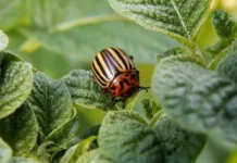 Ubacite ovo u zemlju kad sadite krompir: Zlatica će nestati prije nego što se pojavi! Ubacite ovo u zemlju kad sadite krompir: Zlatica će nestati prije nego što se pojavi!