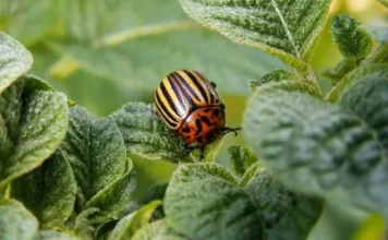 Ubacite ovo u zemlju kad sadite krompir: Zlatica će nestati prije nego što se pojavi! Ubacite ovo u zemlju kad sadite krompir: Zlatica će nestati prije nego što se pojavi!