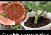 Za nedelju dana paradajz ima stabljiku deblju od malog prsta! Zalijevam ga OVOM smjesom.. Za nedelju dana paradajz ima stabljiku deblju od malog prsta! Zalijevam ga OVOM smjesom..