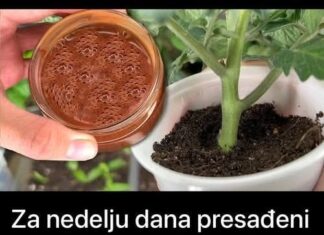 Za nedelju dana paradajz ima stabljiku deblju od malog prsta! Zalijevam ga OVOM smjesom.. Za nedelju dana paradajz ima stabljiku deblju od malog prsta! Zalijevam ga OVOM smjesom..