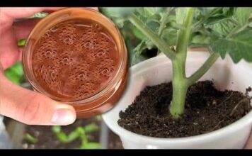 Za nedelju dana paradajz ima stabljiku deblju od malog prsta! Zalijevam ga OVOM smjesom.. Za nedelju dana paradajz ima stabljiku deblju od malog prsta! Zalijevam ga OVOM smjesom..