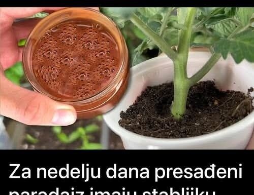 Za nedelju dana paradajz ima stabljiku deblju od malog prsta! Zalijevam ga OVOM smjesom.. Za nedelju dana paradajz ima stabljiku deblju od malog prsta! Zalijevam ga OVOM smjesom..