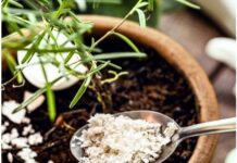 Za orhideje su izvrsne, ali ljuske jaja nikako nemojte dodavati ovome cvijeću Za orhideje su izvrsne, ali ljuske jaja nikako nemojte dodavati ovome cvijeću