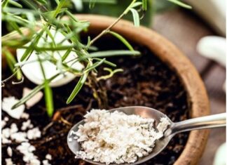 Za orhideje su izvrsne, ali ljuske jaja nikako nemojte dodavati ovome cvijeću Za orhideje su izvrsne, ali ljuske jaja nikako nemojte dodavati ovome cvijeću