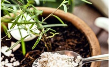 Za orhideje su izvrsne, ali ljuske jaja nikako nemojte dodavati ovome cvijeću Za orhideje su izvrsne, ali ljuske jaja nikako nemojte dodavati ovome cvijeću