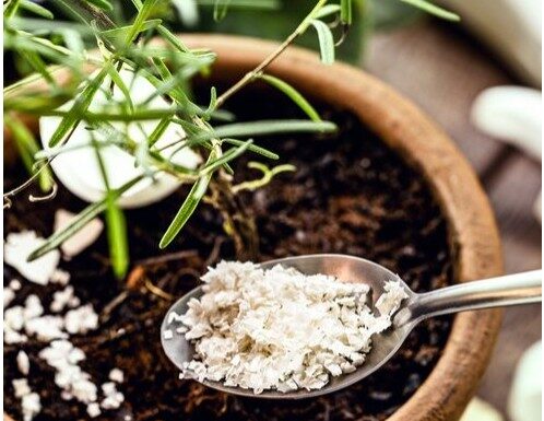 Za orhideje su izvrsne, ali ljuske jaja nikako nemojte dodavati ovome cvijeću Za orhideje su izvrsne, ali ljuske jaja nikako nemojte dodavati ovome cvijeću