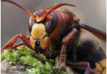 Zasadite ovu biljku blizu terase i nećete vidjeti ose i stršljene: Od njenog mirisa bježe kao ludi Zasadite ovu biljku blizu terase i nećete vidjeti ose i stršljene: Od njenog mirisa bježe kao ludi