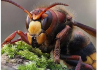 Zasadite ovu biljku blizu terase i nećete vidjeti ose i stršljene: Od njenog mirisa bježe kao ludi Zasadite ovu biljku blizu terase i nećete vidjeti ose i stršljene: Od njenog mirisa bježe kao ludi