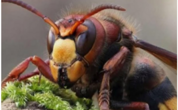 Zasadite ovu biljku blizu terase i nećete vidjeti ose i stršljene: Od njenog mirisa bježe kao ludi Zasadite ovu biljku blizu terase i nećete vidjeti ose i stršljene: Od njenog mirisa bježe kao ludi