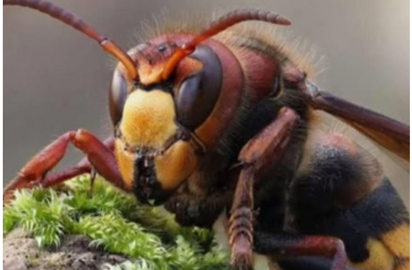 Zasadite ovu biljku blizu terase i nećete vidjeti ose i stršljene: Od njenog mirisa bježe kao ludi Zasadite ovu biljku blizu terase i nećete vidjeti ose i stršljene: Od njenog mirisa bježe kao ludi