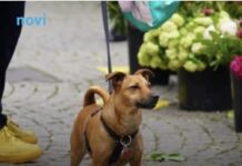 Zašto pas njuši vaše međunožje? Tako ne možete da ga prevarite Zašto pas njuši vaše međunožje? Tako ne možete da ga prevarite