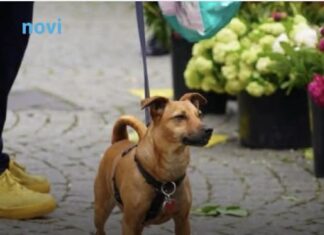 Zašto pas njuši vaše međunožje? Tako ne možete da ga prevarite Zašto pas njuši vaše međunožje? Tako ne možete da ga prevarite