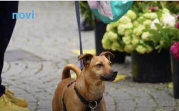 Zašto pas njuši vaše međunožje? Tako ne možete da ga prevarite Zašto pas njuši vaše međunožje? Tako ne možete da ga prevarite