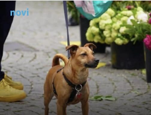 Zašto pas njuši vaše međunožje? Tako ne možete da ga prevarite Zašto pas njuši vaše međunožje? Tako ne možete da ga prevarite