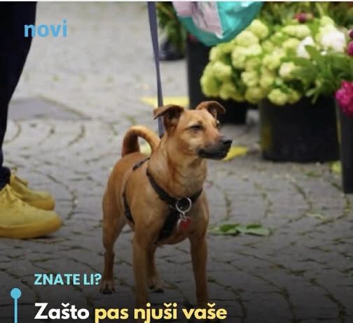 Zašto pas njuši vaše međunožje? Tako ne možete da ga prevarite Zašto pas njuši vaše međunožje? Tako ne možete da ga prevarite