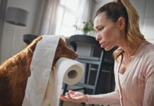 Zašto vaš pas ima običaj da vas prati do kupatila Zašto vaš pas ima običaj da vas prati do kupatila