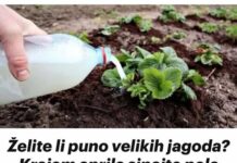 Želite li puno velikih jagoda Krajem aprila sipajte pola litre ovog čuda ispod svake biljke, ne više! Želite li puno velikih jagoda Krajem aprila sipajte pola litre ovog čuda ispod svake biljke, ne više!