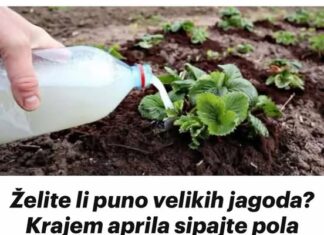 Želite li puno velikih jagoda Krajem aprila sipajte pola litre ovog čuda ispod svake biljke, ne više! Želite li puno velikih jagoda Krajem aprila sipajte pola litre ovog čuda ispod svake biljke, ne više!