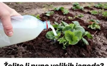 Želite li puno velikih jagoda Krajem aprila sipajte pola litre ovog čuda ispod svake biljke, ne više! Želite li puno velikih jagoda Krajem aprila sipajte pola litre ovog čuda ispod svake biljke, ne više!