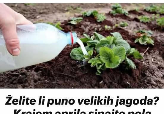 Želite li puno velikih jagoda Krajem aprila sipajte pola litre ovog čuda ispod svake biljke, ne više! Želite li puno velikih jagoda Krajem aprila sipajte pola litre ovog čuda ispod svake biljke, ne više!