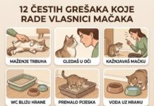 12 ČESTIH GREŠAKA KOJE RADE VLASNICI MAČAKA 12 ČESTIH GREŠAKA KOJE RADE VLASNICI MAČAKA