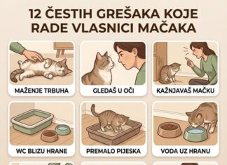 12 ČESTIH GREŠAKA KOJE RADE VLASNICI MAČAKA 12 ČESTIH GREŠAKA KOJE RADE VLASNICI MAČAKA