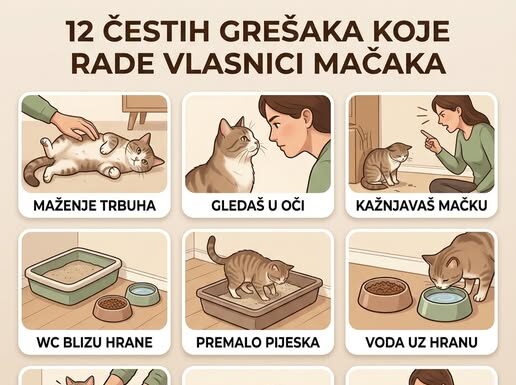 12 ČESTIH GREŠAKA KOJE RADE VLASNICI MAČAKA 12 ČESTIH GREŠAKA KOJE RADE VLASNICI MAČAKA