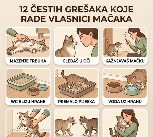12 ČESTIH GREŠAKA KOJE RADE VLASNICI MAČAKA 12 ČESTIH GREŠAKA KOJE RADE VLASNICI MAČAKA