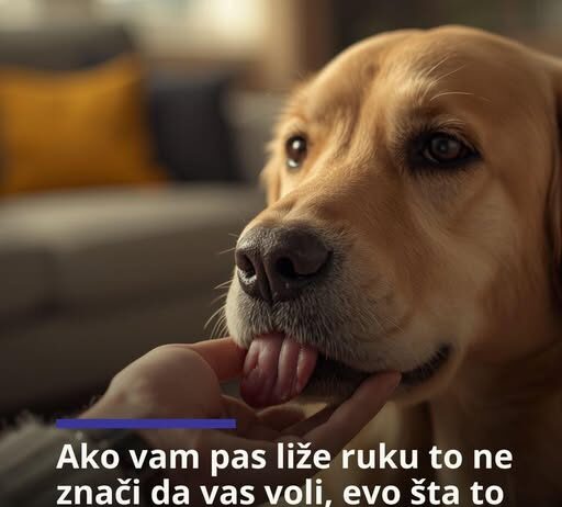 Ako vam pas liže ruku to ne znači da vas voli, evo šta to podrazumjeva Ako vam pas liže ruku to ne znači da vas voli, evo šta to podrazumjeva