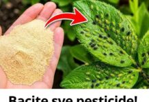 Bacite sve pesticide! 1 sastojak i lisne uši odmah nestaju Bacite sve pesticide! 1 sastojak i lisne uši odmah nestaju