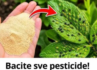 Bacite sve pesticide! 1 sastojak i lisne uši odmah nestaju Bacite sve pesticide! 1 sastojak i lisne uši odmah nestaju