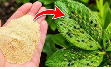 Bacite sve pesticide! 1 sastojak i lisne uši odmah nestaju Bacite sve pesticide! 1 sastojak i lisne uši odmah nestaju