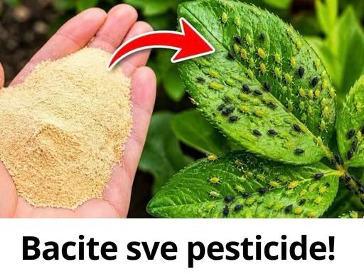 Bacite sve pesticide! 1 sastojak i lisne uši odmah nestaju Bacite sve pesticide! 1 sastojak i lisne uši odmah nestaju