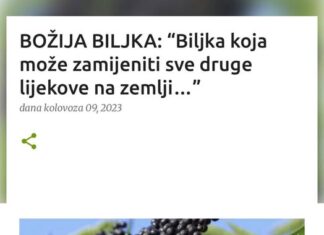 BOŽIJA BILJKA: “Biljka koja može zamijeniti sve druge lijekove na zemlji…” BOŽIJA BILJKA: “Biljka koja može zamijeniti sve druge lijekove na zemlji…”