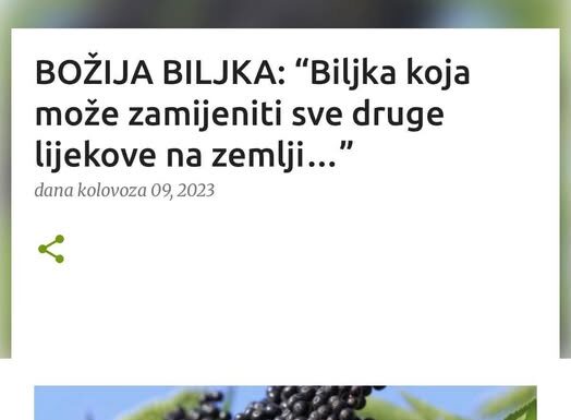 BOŽIJA BILJKA: “Biljka koja može zamijeniti sve druge lijekove na zemlji…” BOŽIJA BILJKA: “Biljka koja može zamijeniti sve druge lijekove na zemlji…”
