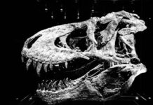 Dino Merlin napokon progovorio, ukraIa mi je pjesmu: Otkrio kakvu goIgotu je prolazio, zvijeri, molio sam ih da stanu! “Ceca i njen partner su me jedne noći..” Dino Merlin napokon progovorio, ukraIa mi je pjesmu: Otkrio kakvu goIgotu je prolazio, zvijeri, molio sam ih da stanu! “Ceca i njen partner su me jedne noći..”