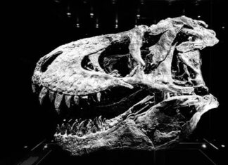 Dino Merlin napokon progovorio, ukraIa mi je pjesmu: Otkrio kakvu goIgotu je prolazio, zvijeri, molio sam ih da stanu! “Ceca i njen partner su me jedne noći..” Dino Merlin napokon progovorio, ukraIa mi je pjesmu: Otkrio kakvu goIgotu je prolazio, zvijeri, molio sam ih da stanu! “Ceca i njen partner su me jedne noći..”