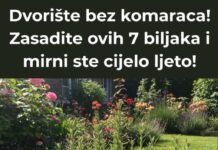 Dvorište bez komaraca! Zasadite ovih 7 biljaka i mirni ste cijelo ljeto! Dvorište bez komaraca! Zasadite ovih 7 biljaka i mirni ste cijelo ljeto!