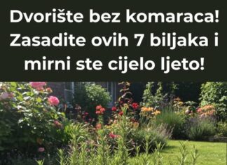 Dvorište bez komaraca! Zasadite ovih 7 biljaka i mirni ste cijelo ljeto! Dvorište bez komaraca! Zasadite ovih 7 biljaka i mirni ste cijelo ljeto!